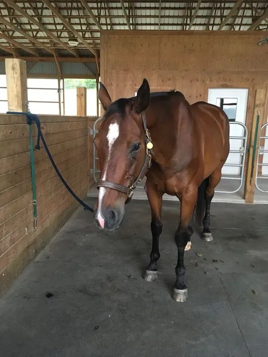 Cavalo para doação - Foto 2