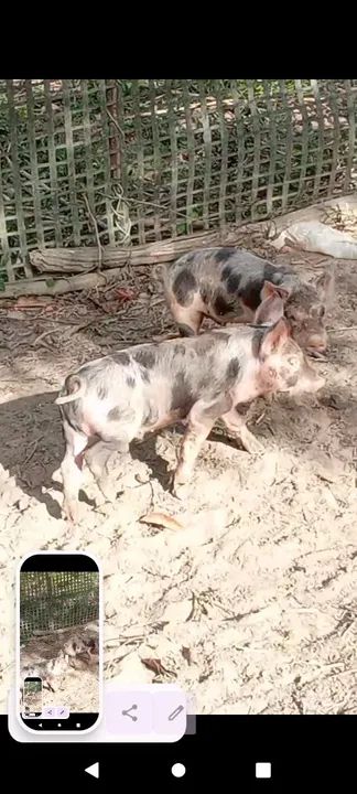 Leitões para engorda - Foto 2