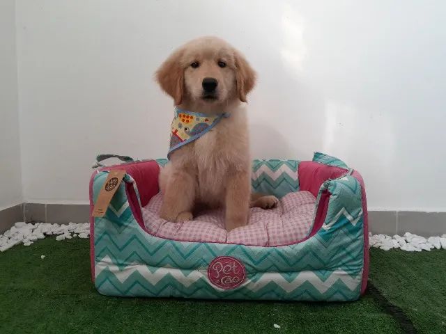 Golden Retriever macho e fêmea com procedência - Foto 3