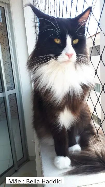 ***Promoção***Filhotes de Gatos Maine Coon - Foto 2