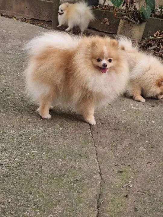 Spitz Alemão/ Lulu da pomerania apartir de 1900 - Foto 3