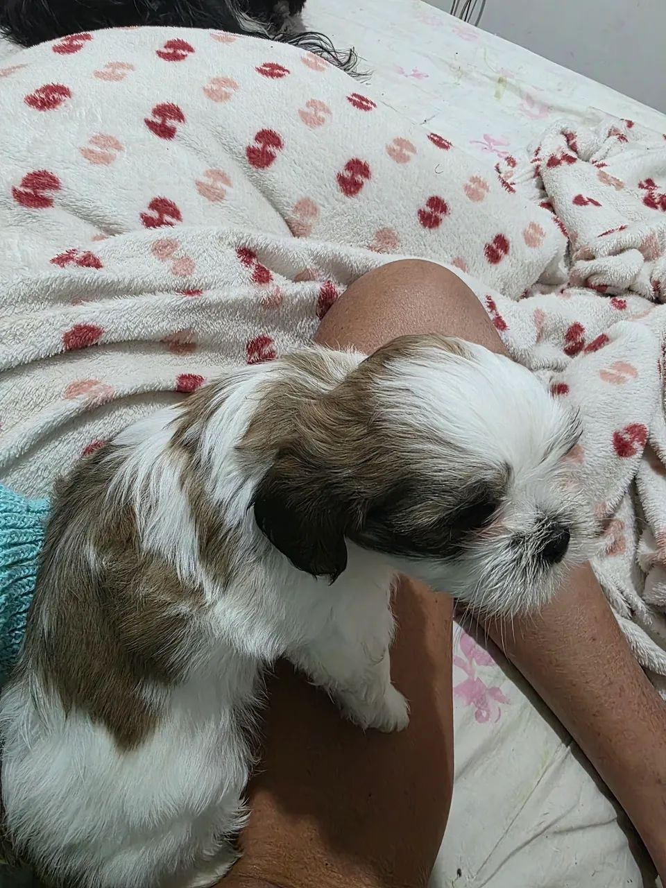 Vende-se filhotes de Lhasa Apso  - Foto 5