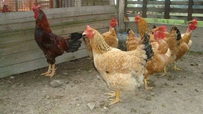 Galinhas caipira  - Foto 3