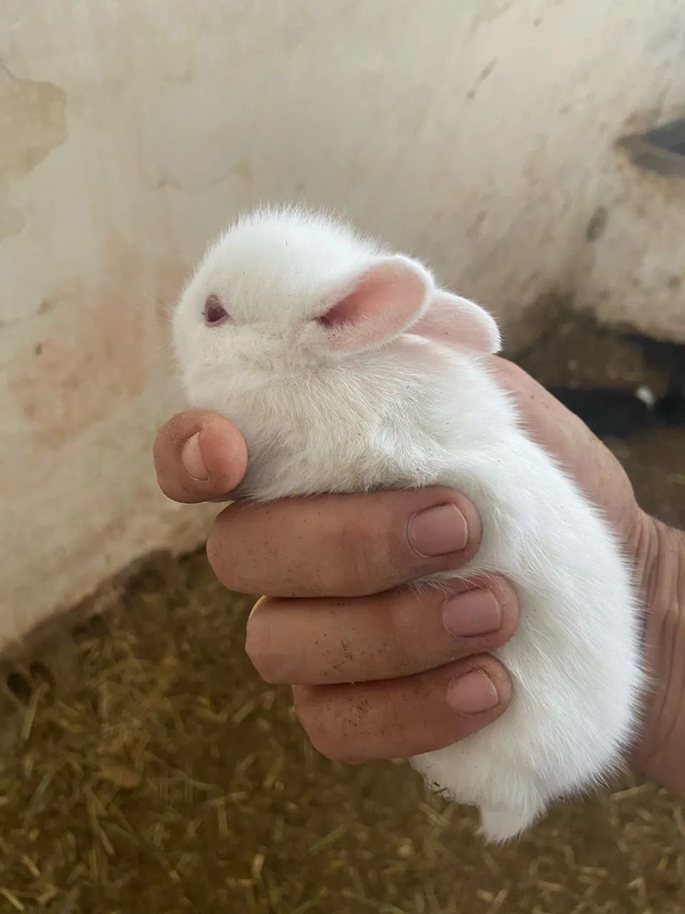 Coelhinhos de estimação 