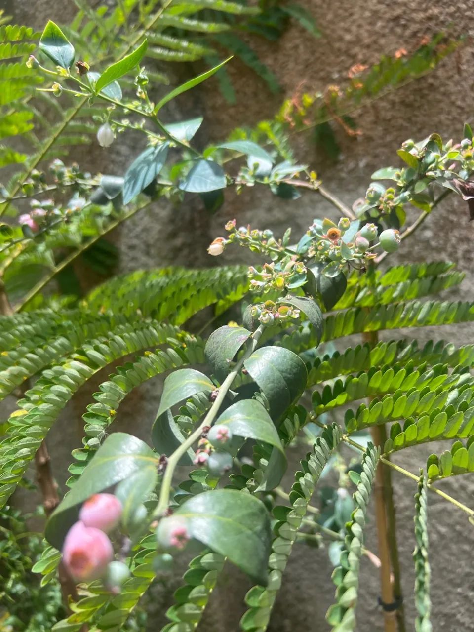 Mudas Frutiferas Produzindo - Foto 6