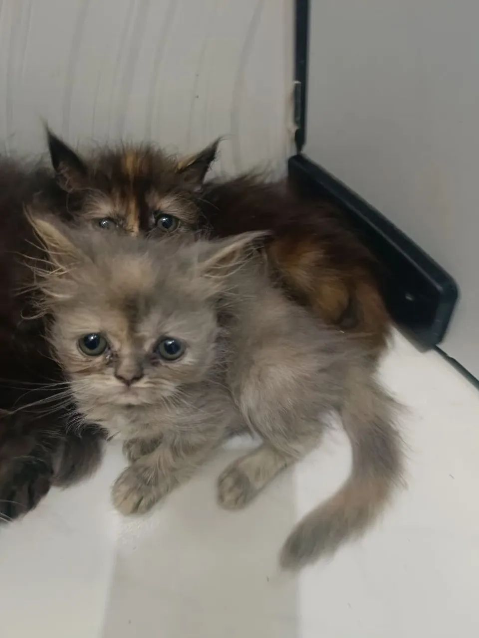 Filhotes de gato persa disponíveis  - Foto 4