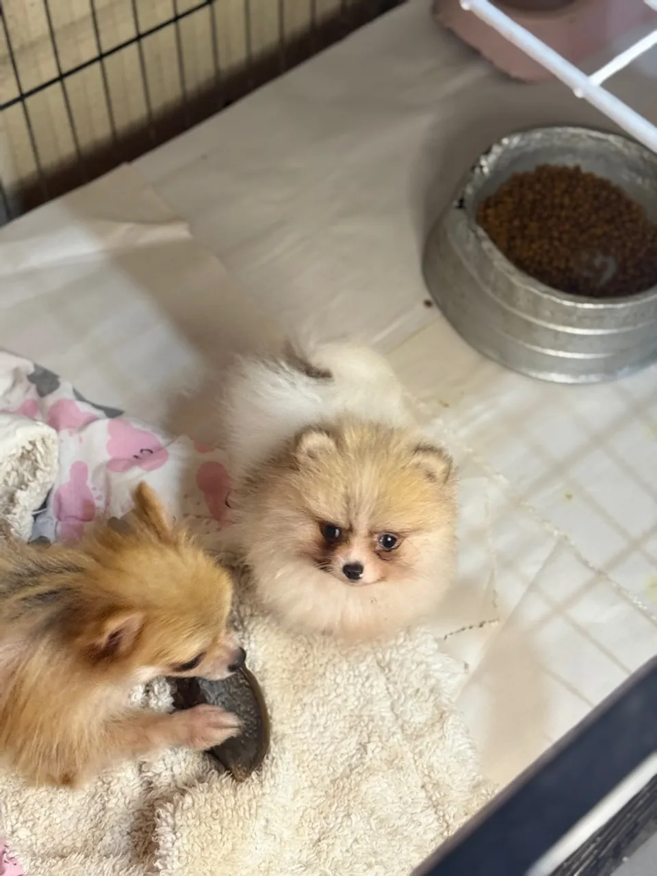 Spitz Alemão fêmea anazinha