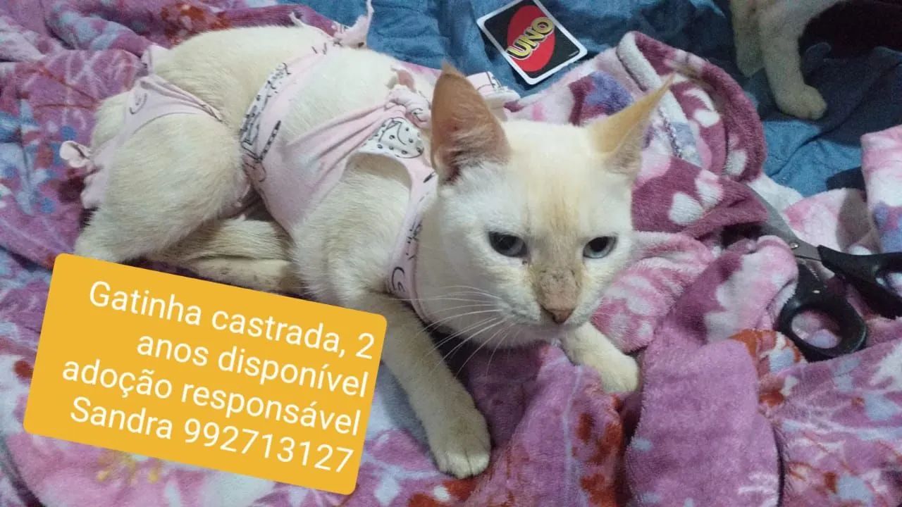Gata castrada disponível para adoção