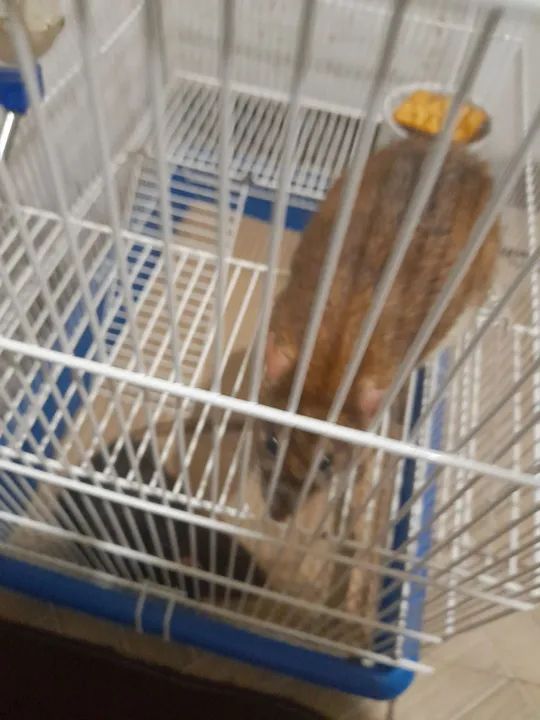 Gaiola com 2 tuwister 