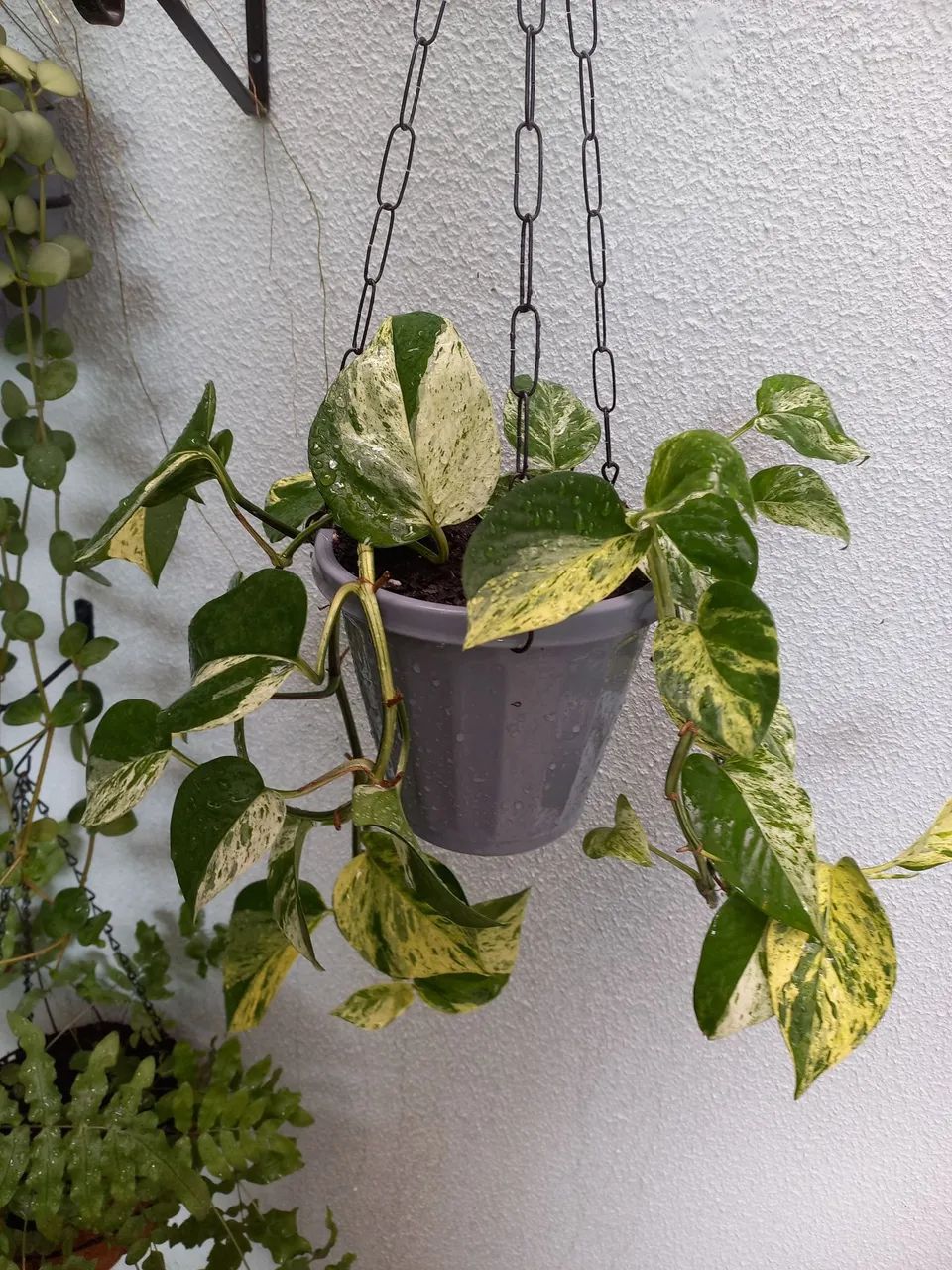 No precinho  - Foto 4