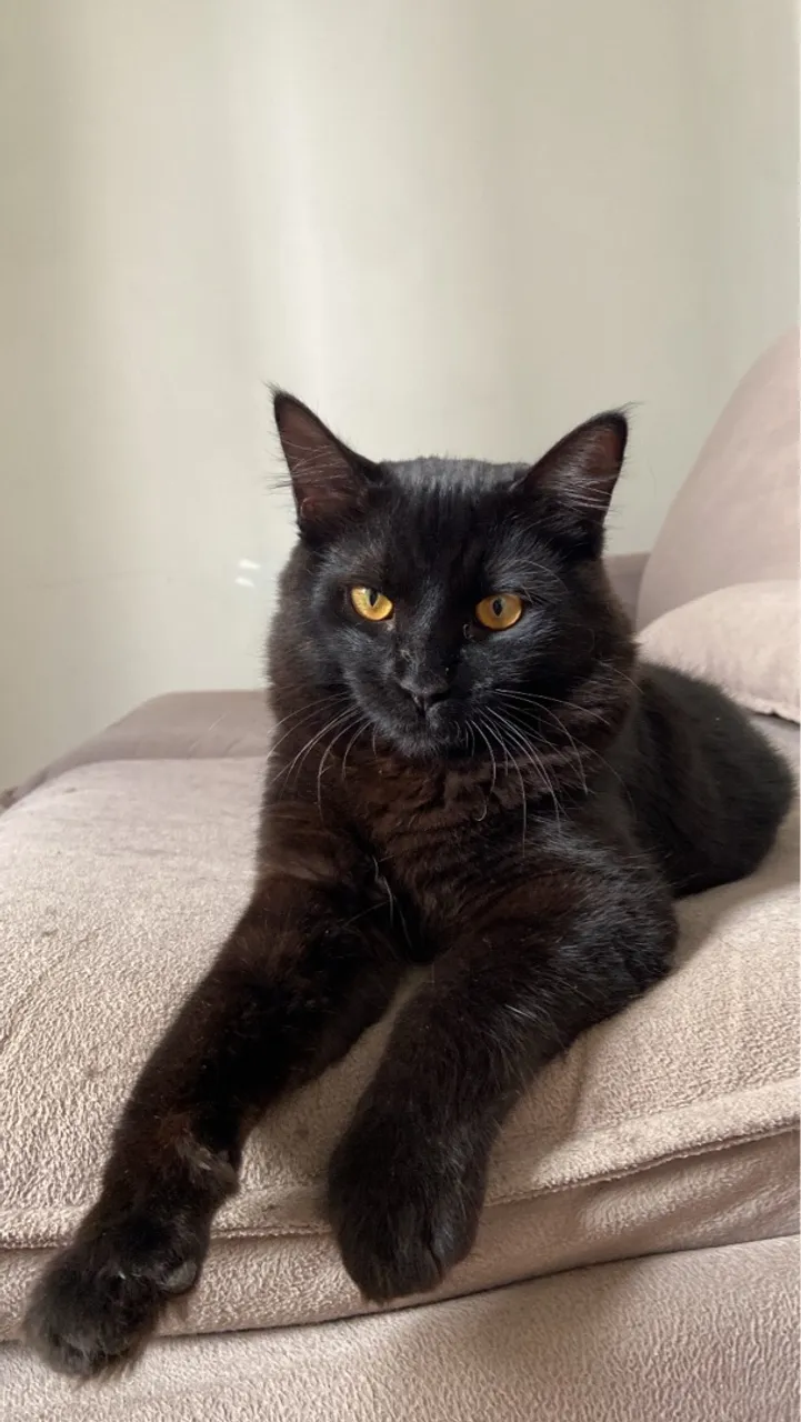 Gato Preto de Pelagem Longa - Olhos Amarelos