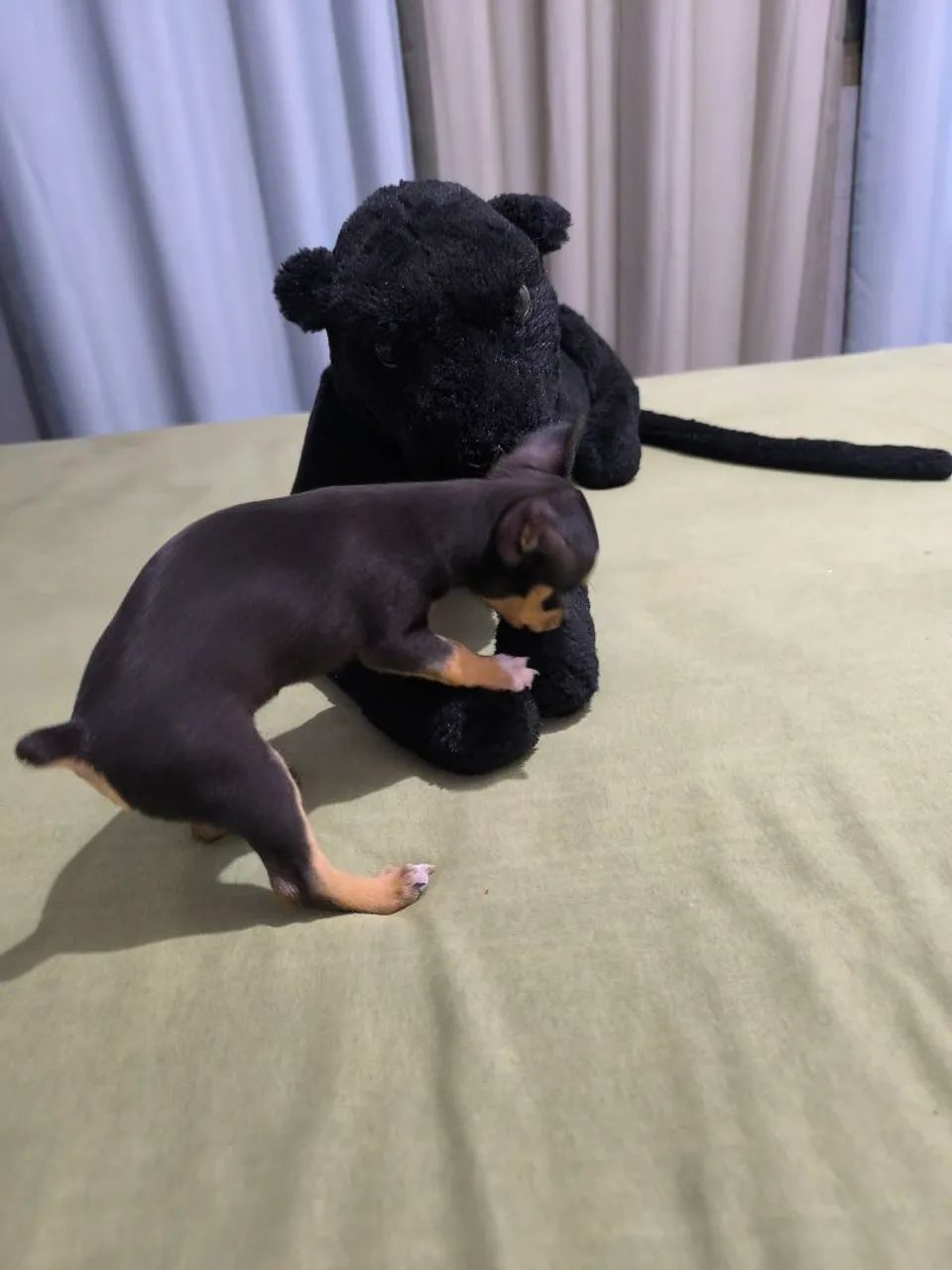 Filhote de Pinscher Machinho  - Foto 6