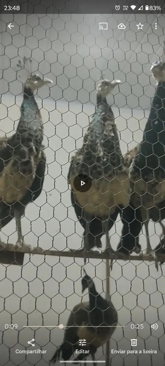 Ornamentais  - Foto 3