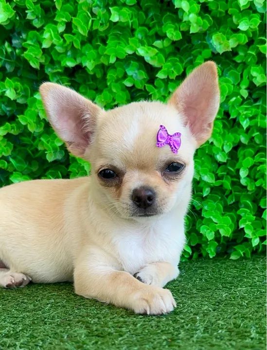 Chihuahua Fêmea Linda 4 meses - PEDIGREE CBKC - Foto 3