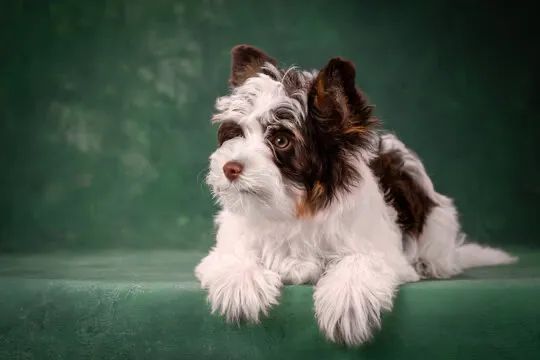 Filhotes com 64 dias! Yorkshire biro terrier machos mini