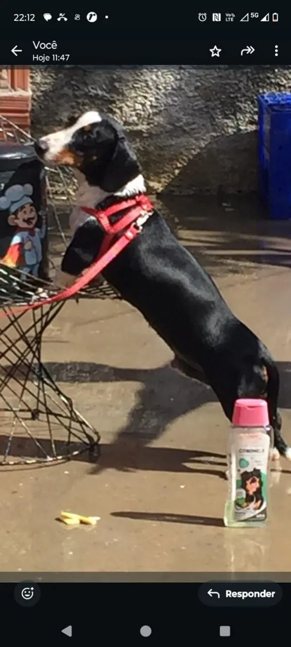02 Cão Teckel Machos Cruza!