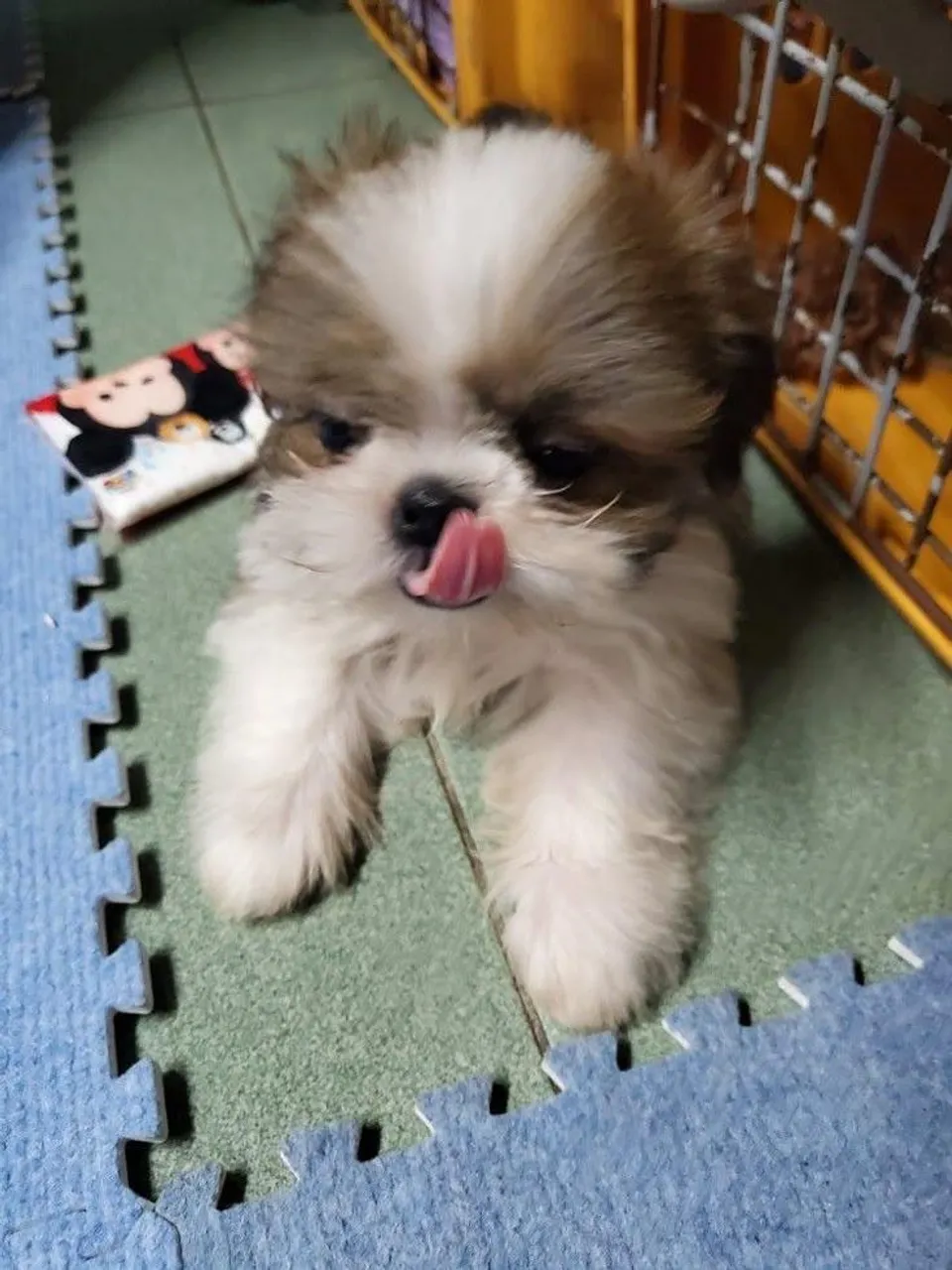 Filhote adorável Shih Tzu garanta já seu bebê