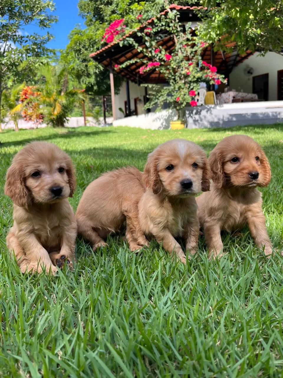 Filhotes Cocker Spaniel Inglês Machos!