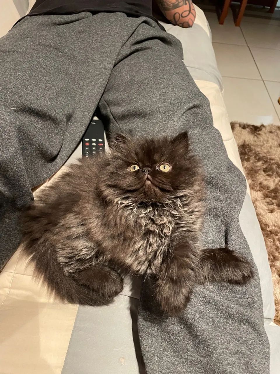 Filhote de Gato Persa Macho  ? - Foto 3