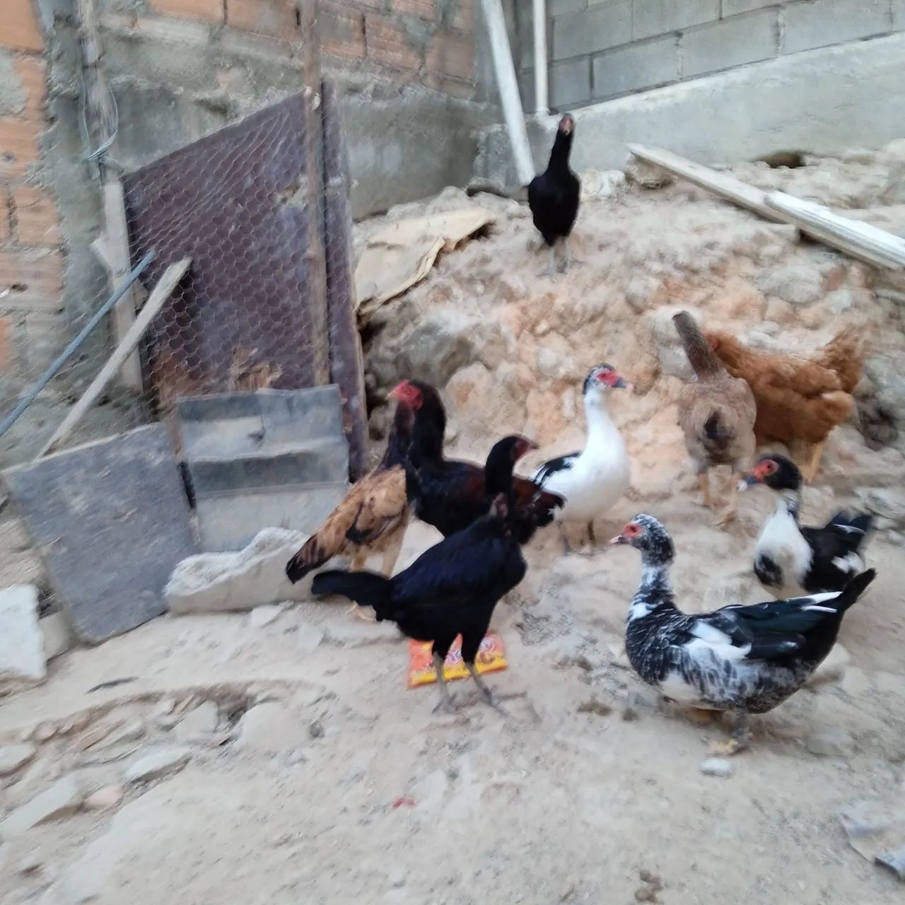 7  Patos para Criação - Foto 2