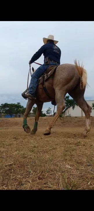 Domador/Treinador/Cavalos - Foto 2