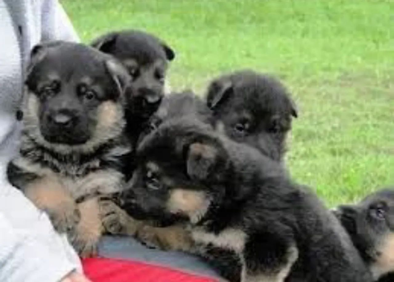 Pastor alemao : Se derreta de amor 