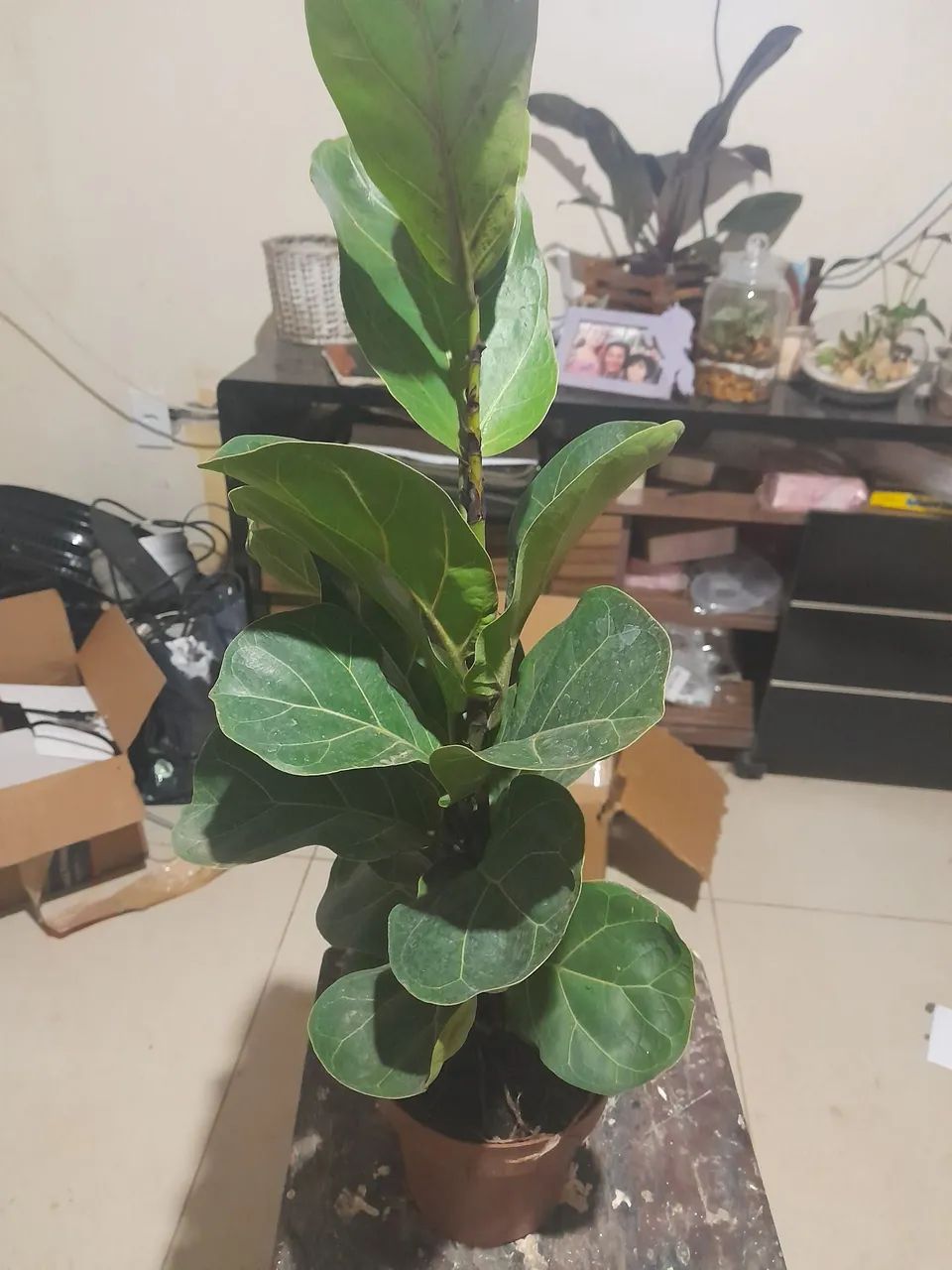 Sua próxima planta favorita está aqui... Quer descobrir qual?  - Foto 4