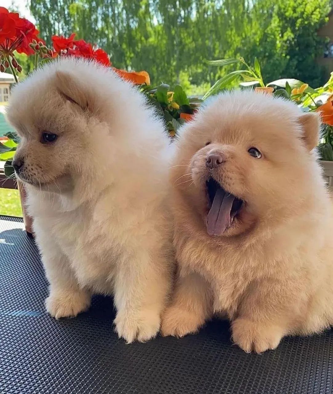 Filhotes Chow-Chow  - Foto 2