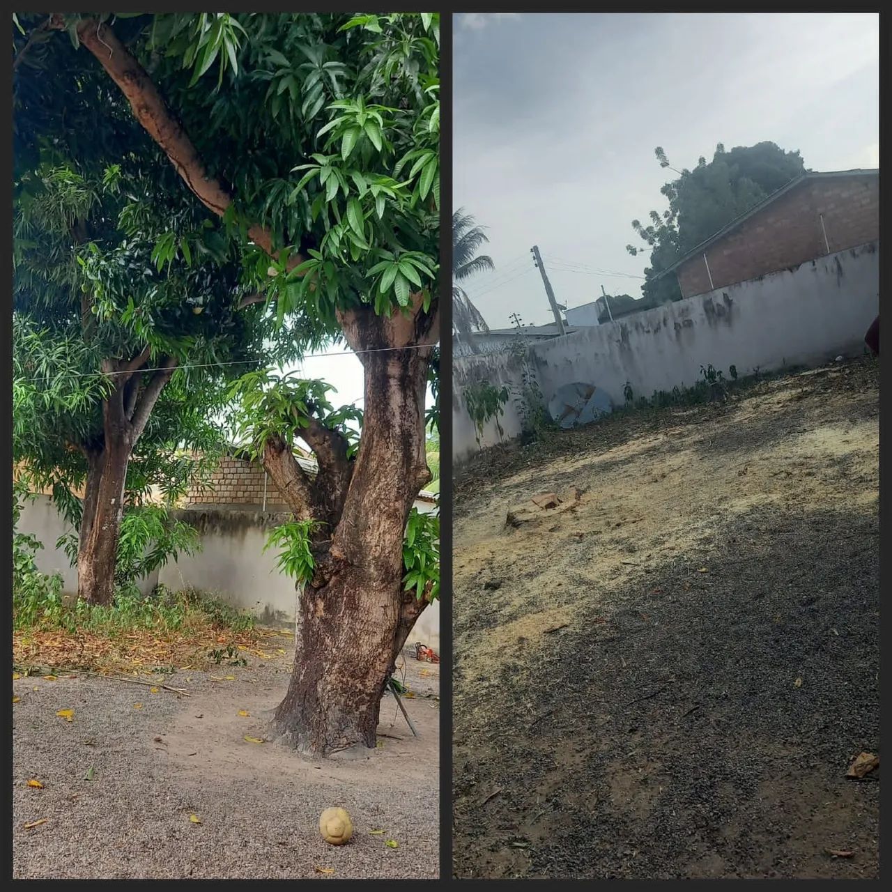 Cortes de arvores - Foto 2