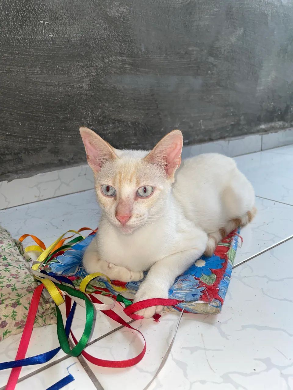 Gatos para doação  - Foto 2