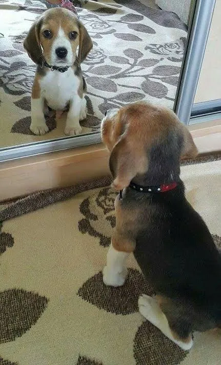 Beagle com certificado pedigree