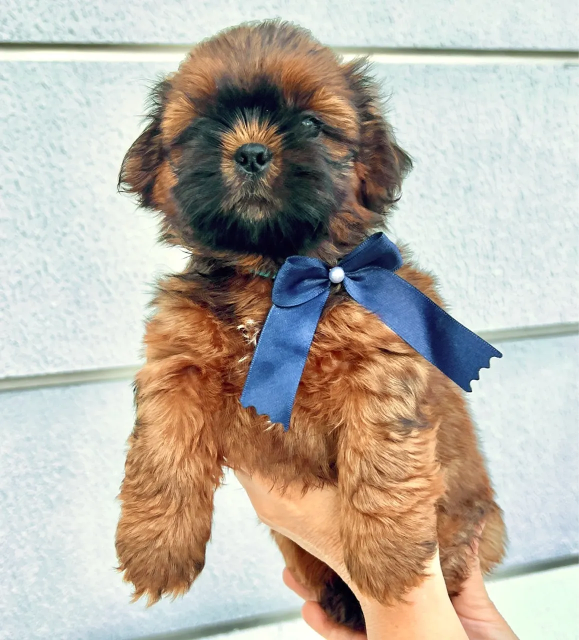 Filhote de Shih Tzu Macho