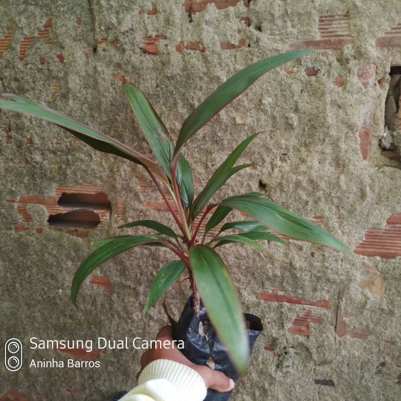 Dracena vermelha  - Foto 2