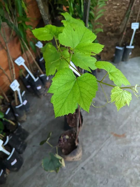 Mudas de Uva, já produz Promoção  - Foto 5