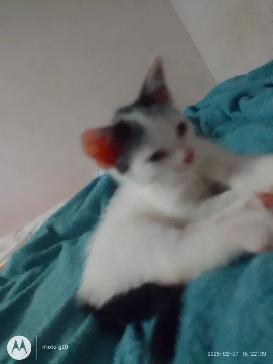 !Doação De Gato Branco Filhote!  - Foto 3