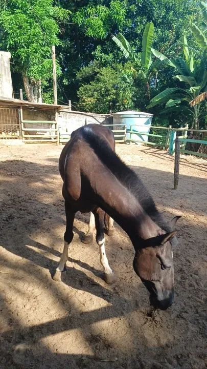 Égua Mangalarga Pampa de Preto, Marcha Batida, Registrada. - Foto 6