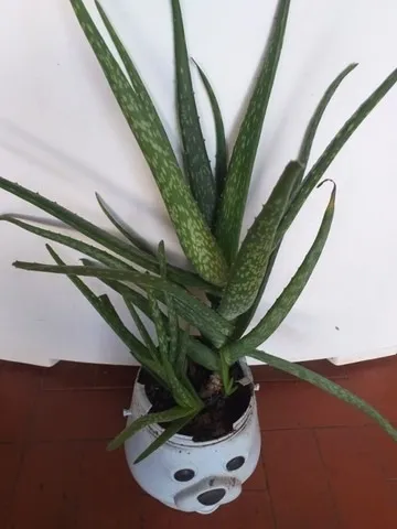 Babosa