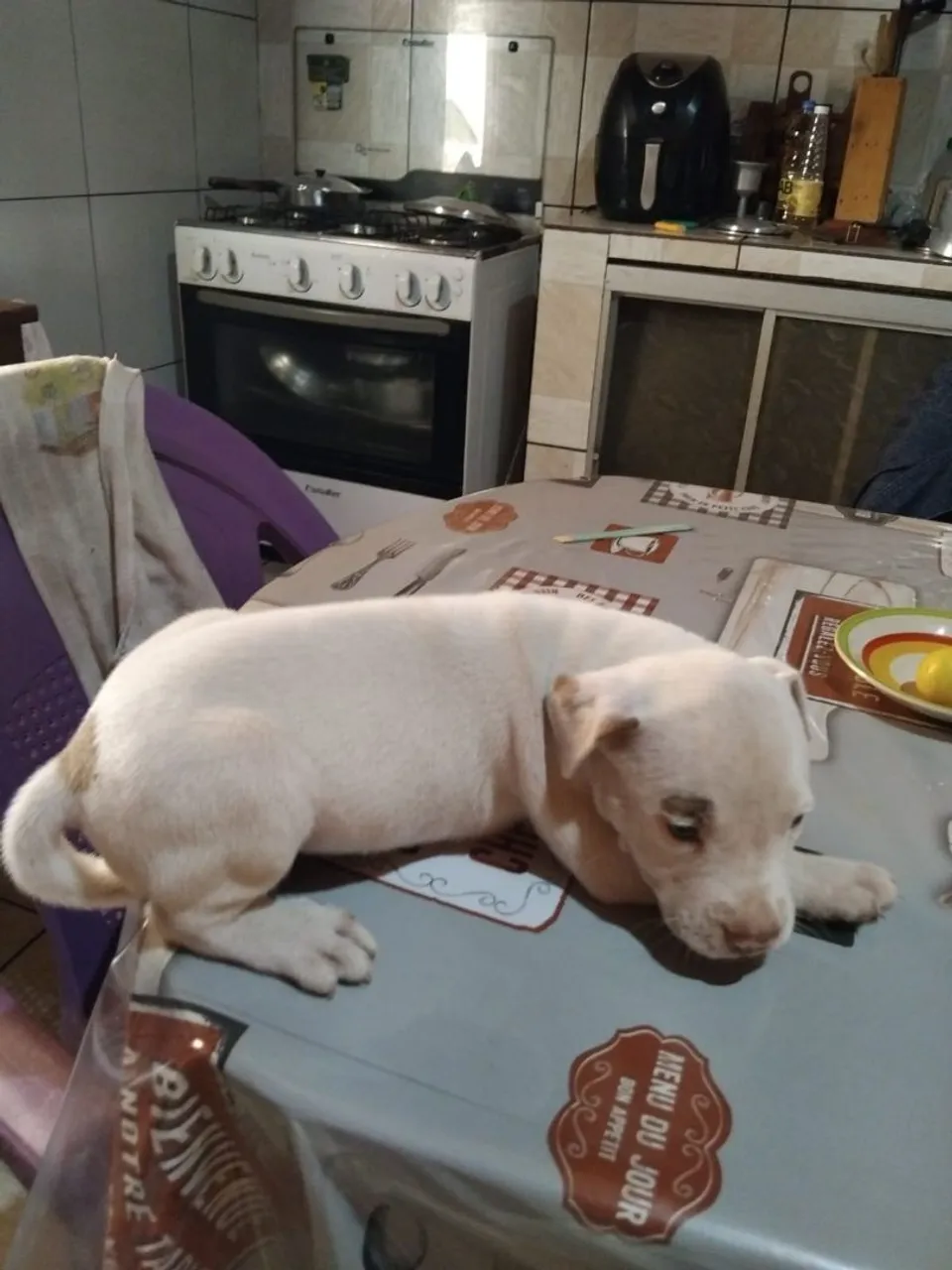 Filhote de pitt bull fêmea