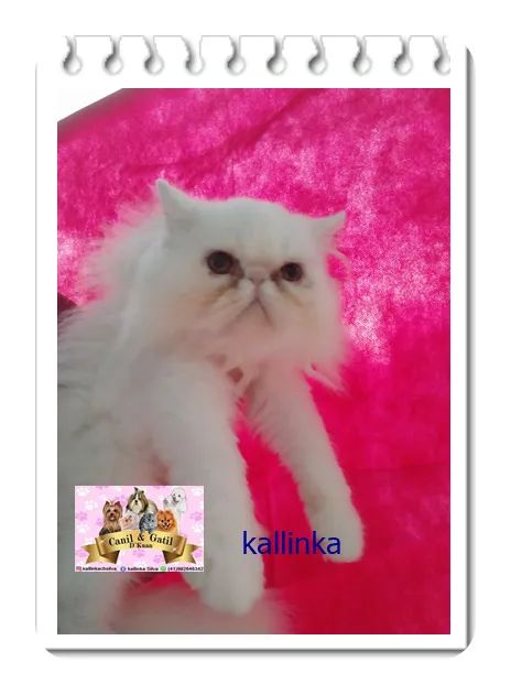 34. ? filhotes de gato persa macho e fêmea para venda! muito saudáveis e brincalhões! ? 