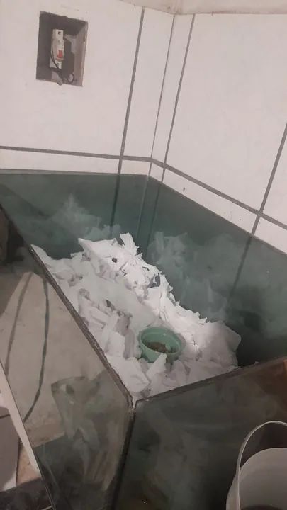 Vende se aquario para hamster e hamster  - Foto 2