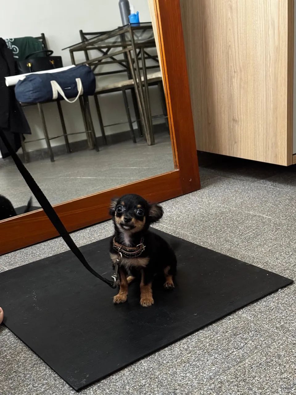 Adestrador e Reabilitação Comportamental de Cães - Foto 5