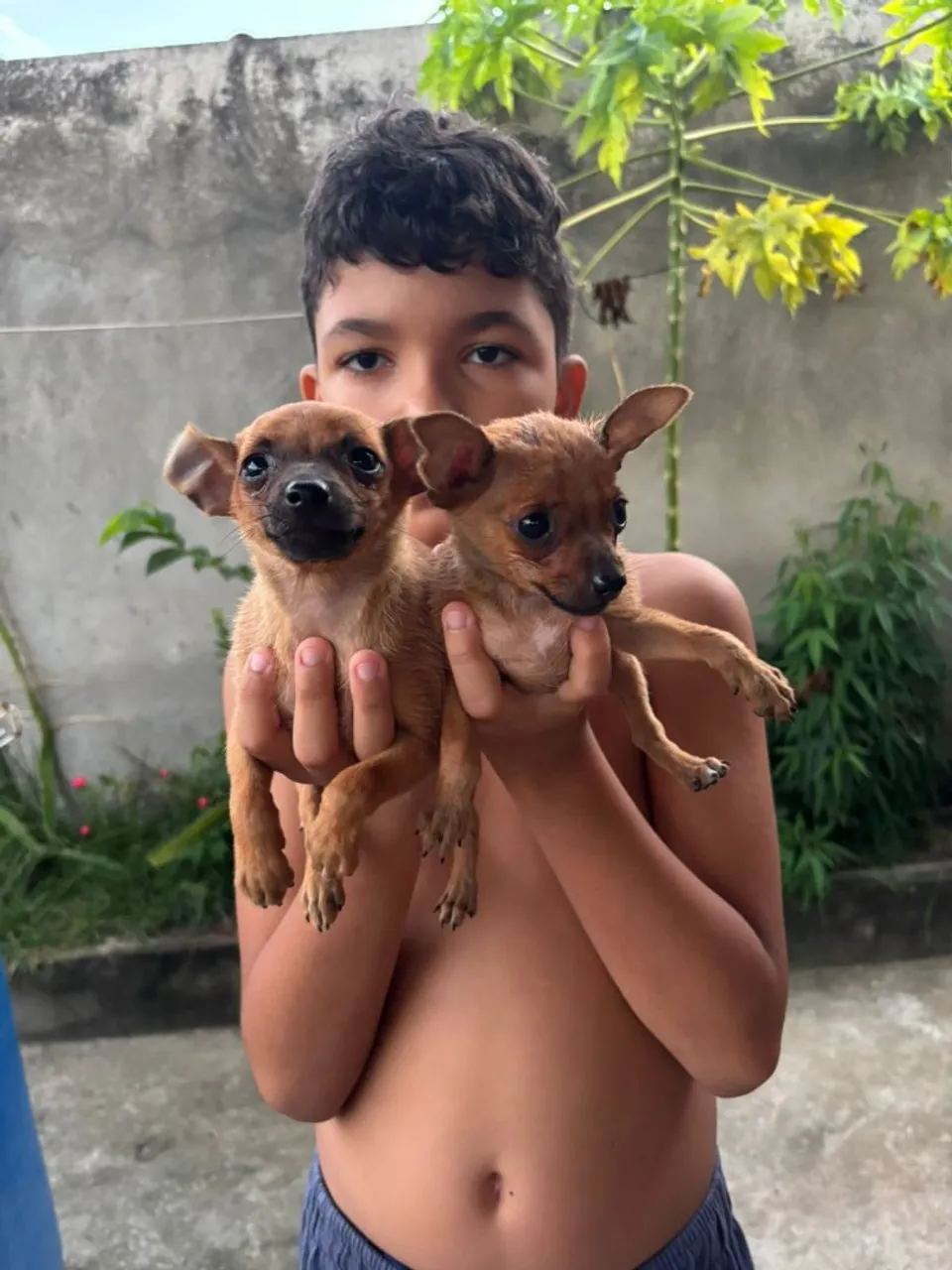 Filhotes de Pincher com 2 mês número 1