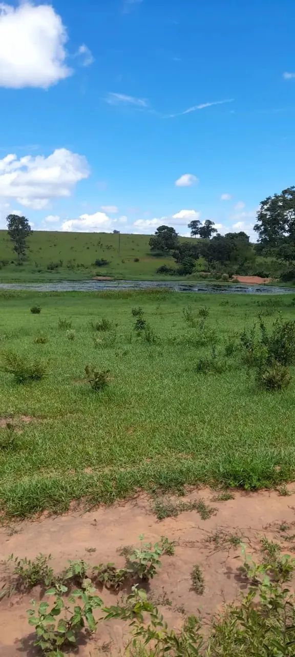 COD452  FAZENDA PARA ARRENDAMENTO 367 HECTARES  CAMAPUÃ/MS