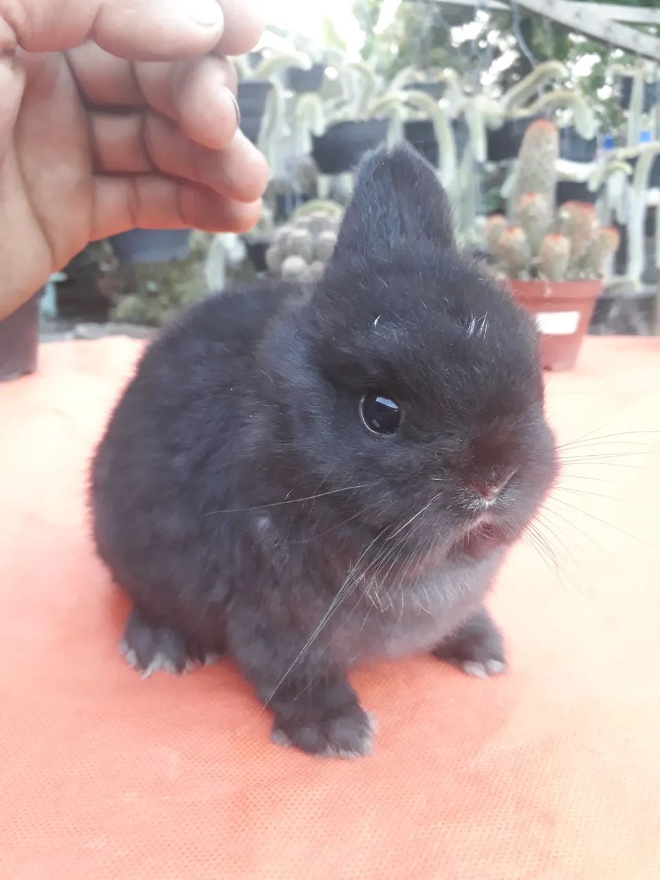 Coelho anão importado 64551630002819123