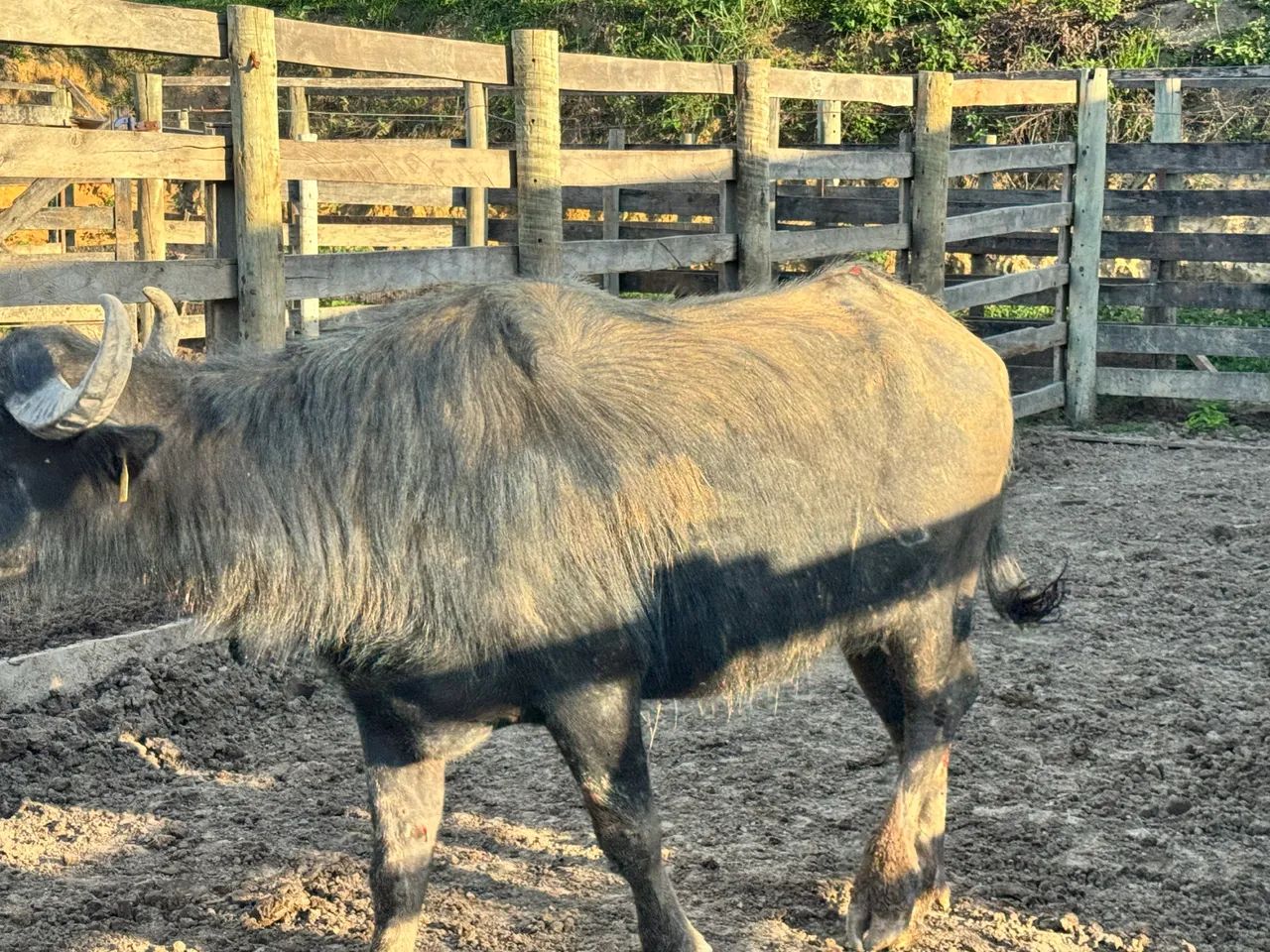 Búfalo a venda e  búfala  - Foto 6