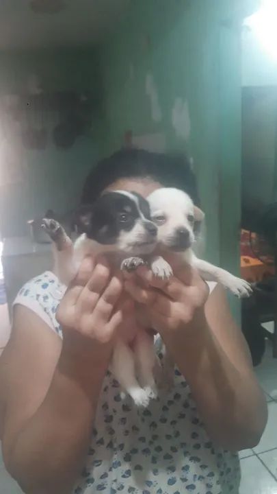 Filhotes pra adoção  duas fêmeas