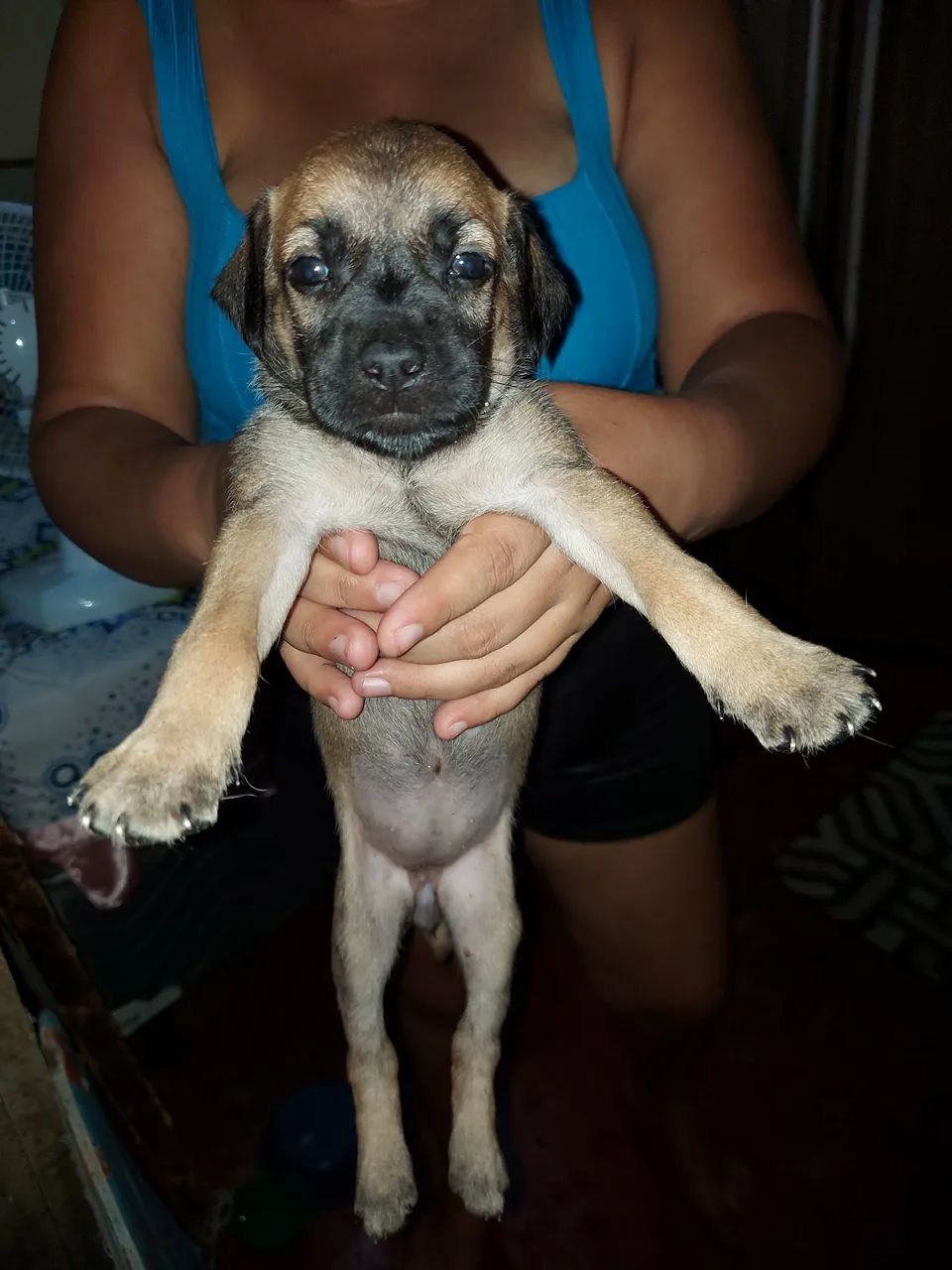 Filhote de cachorro disponível para adoção - Foto 2