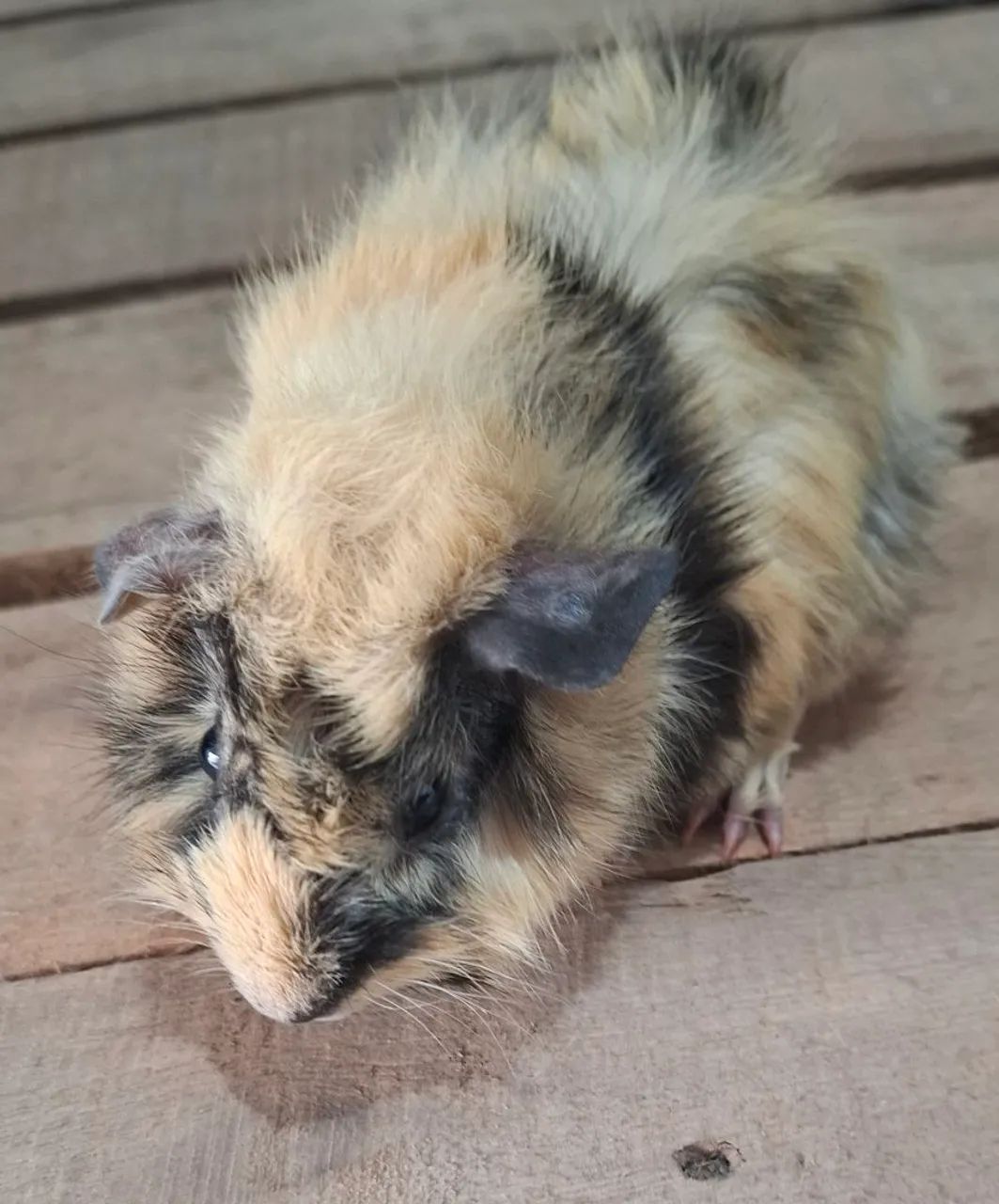 Porquinho Peruano Filhote  - Foto 2