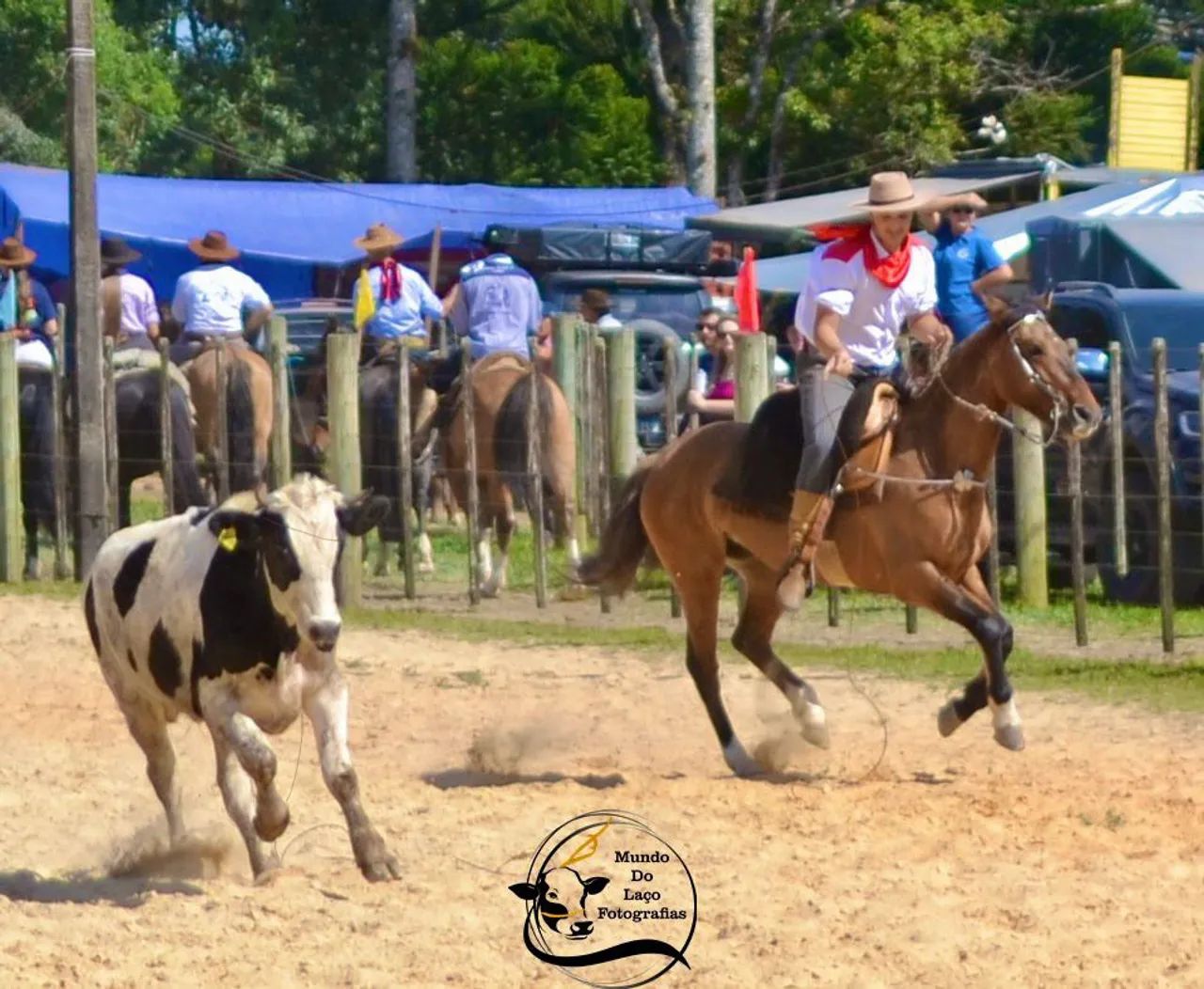 Égua crioula apta pra qual quer prova da raça!!! - Foto 2