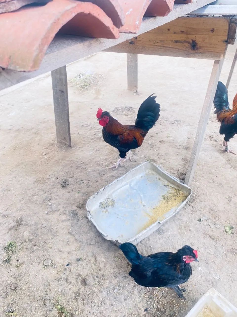 Gansos e galinhas para vender logo  - Foto 3